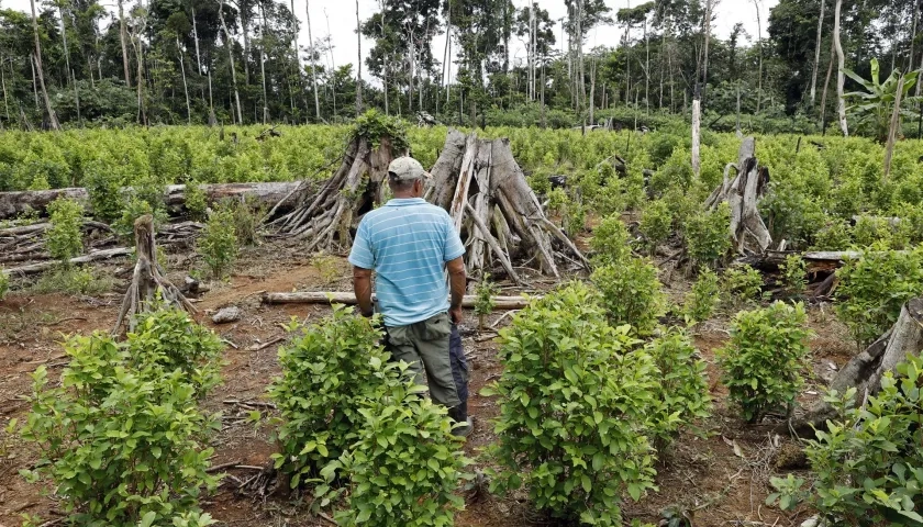 Campesino en un cultivo de coca en el Guaviare.