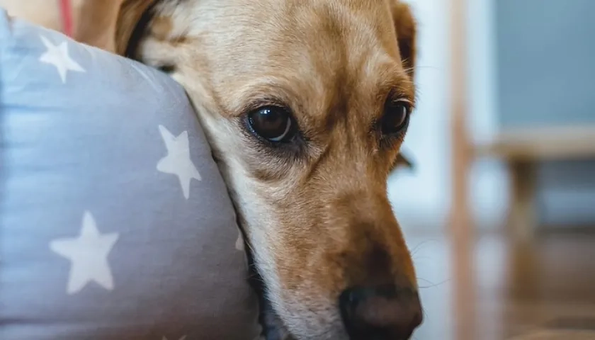 Mascotas con estrés por fuegos artificiales.