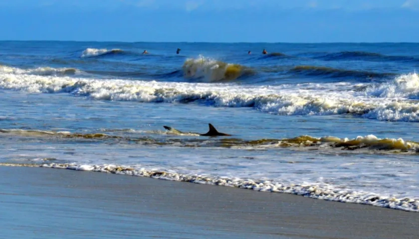 Tiburón en la playa de New Smyrna Beach.