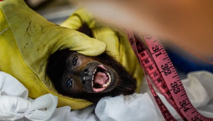 Mono aullador recibiendo atención veterinaria en San Martín, Meta.