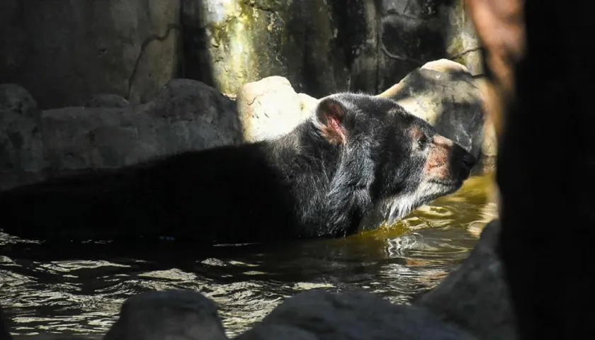 'Chucho' permanecía en el Zoológico de Barranquilla desde el 2017