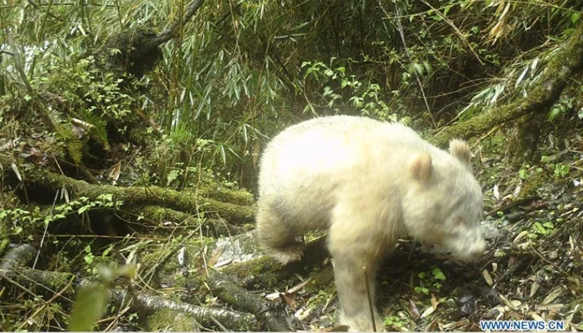 El único oso panda albino del mundo fue descubierto en el 2019