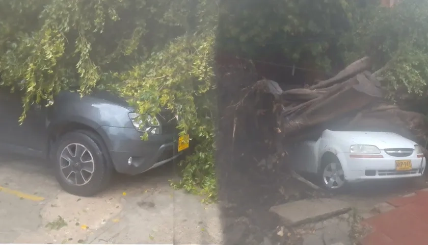 Emergencia de árbol caído que impactó 3 vehículos. 