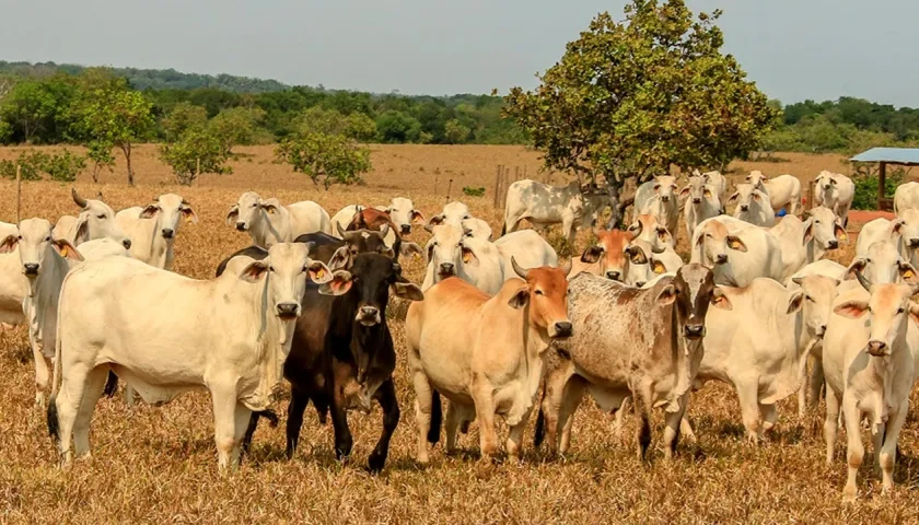 Primeras exportaciones de carne a China.