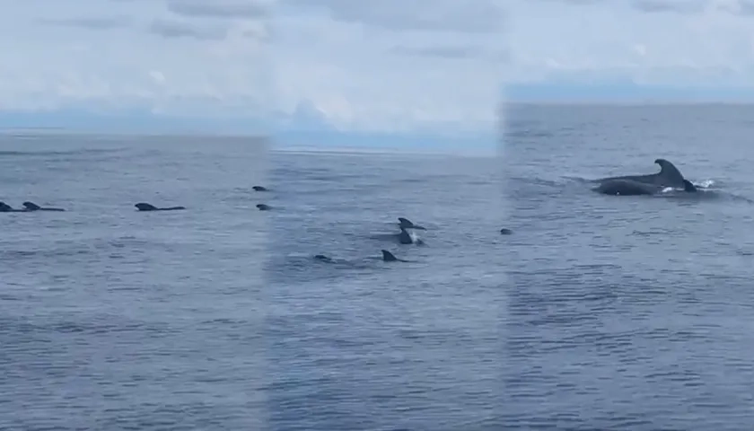 Momento en el que las ballenas piloto son captadas en video.