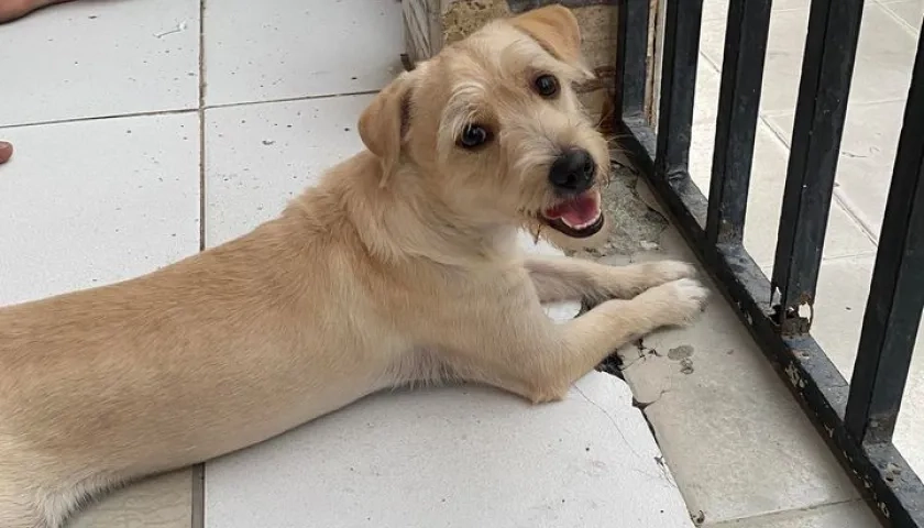 La mascota perdida 'Koky'.