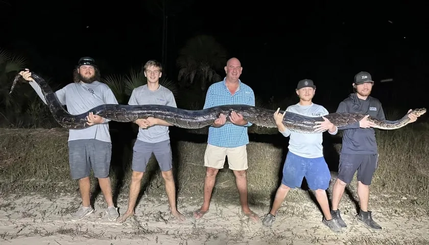 El reptil cazado y es cargado por cinco hombres. 