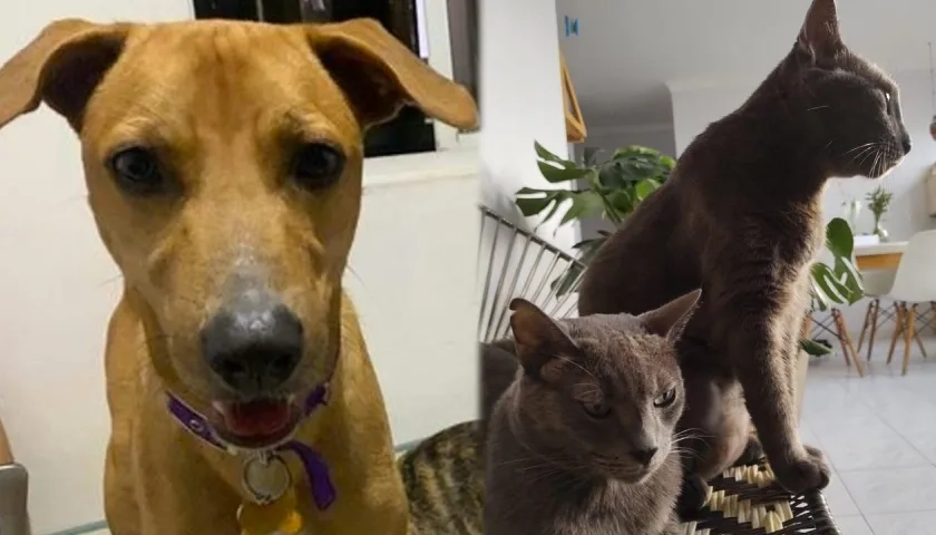 'Oslo' (perro), 'Blue' (gato) y 'Mishu' (gato).