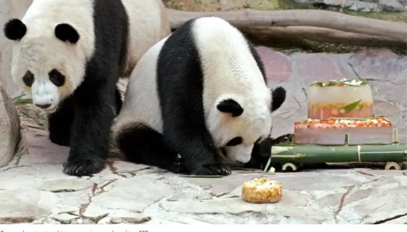 Dos de los pandas trasladados a China