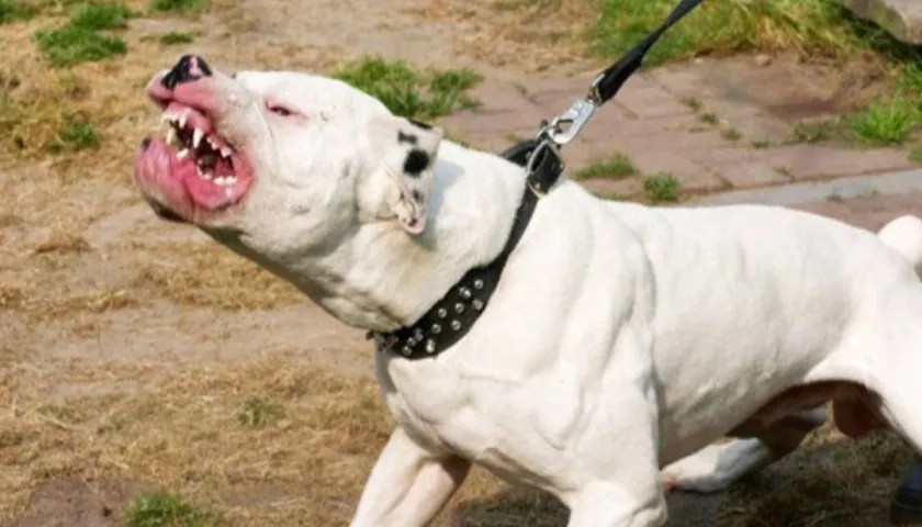 Perro, de raza pitbull. 