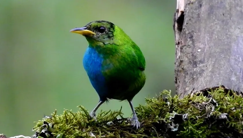 Mielero verde silvestre mitad macho mitad hembra.