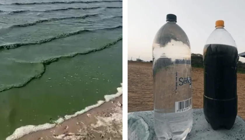 El agua de la ciénaga se tornó verdosa.