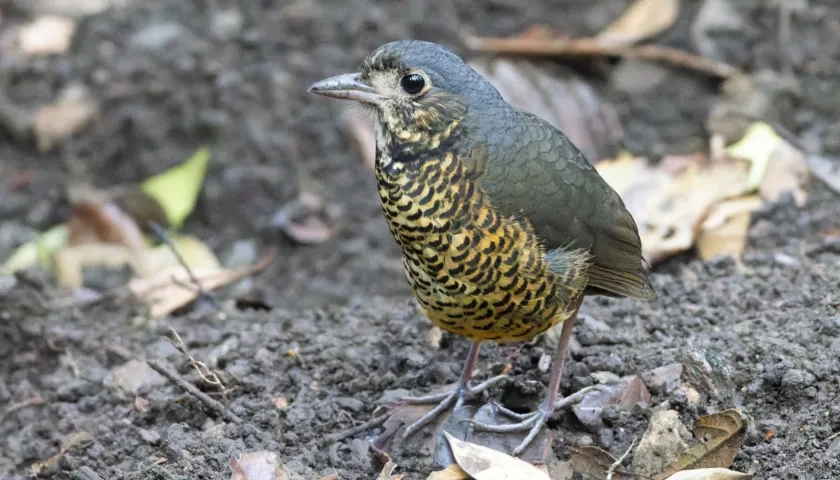 El Dorado Antpitta.