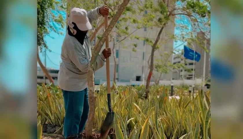 Siembra de árboles en los parques de Barranquilla