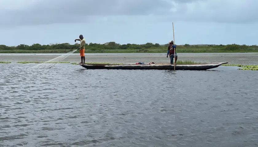 La presencia de plantas acuáticas plantas acuáticas que están afectan la navegación, la pesca y otras actividades náuticas en la Ciénaga del Totumo