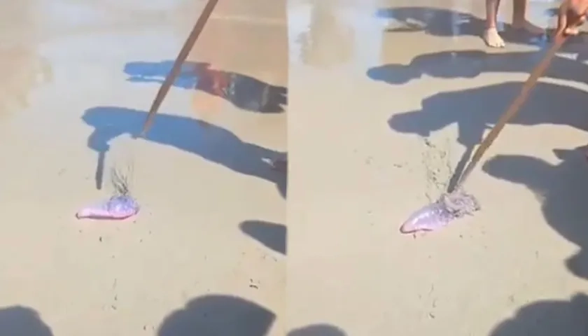 Fragata portuguesa hallada en playas de Bocagrande. 