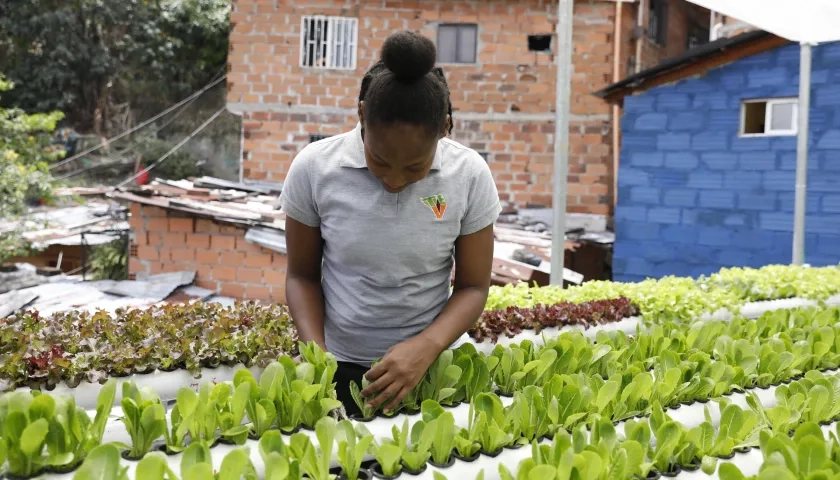 Hortalizas y lechugas en una terraza de la comuna 13