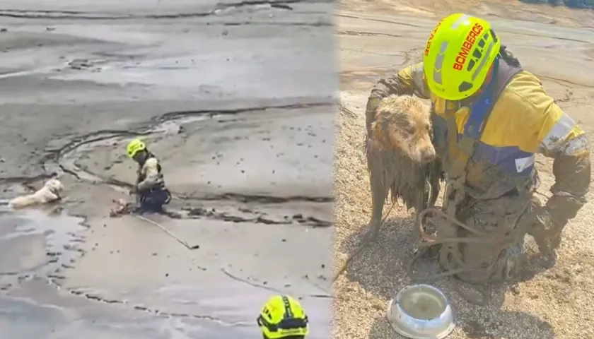 Gracias a la rápida acción del equipo de rescate, 'Bruno' fue rescatado sano y salvo.