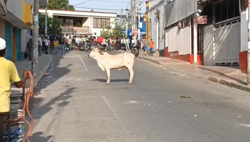 Vaca en Sincelejo.