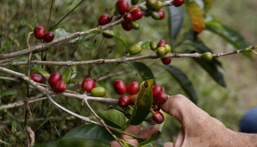 Cultivo de café en Bello, Antioquia