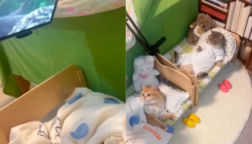 El video polémico con los gatos en la 'comodidad' de sus camas