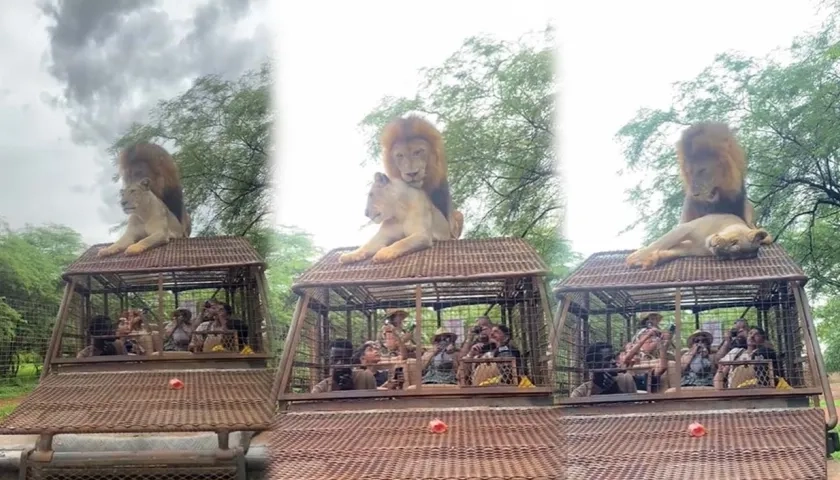 Leones se aparean encima de un carro con turistas.