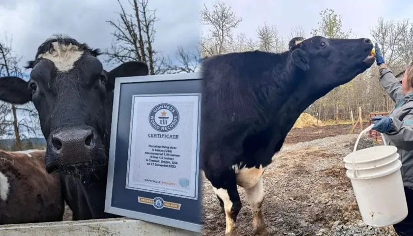 ‘Romeo’, el toro más alto del mundo.