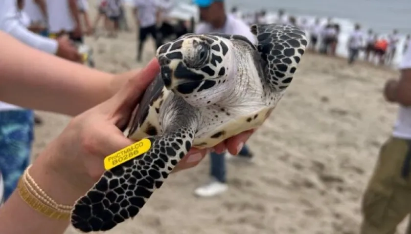 Tortugas marinas fueron devueltas a su hábitat.