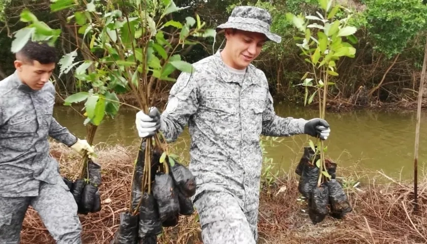 Fuerza Aérea Colombiana sembró 2.500 mangles.