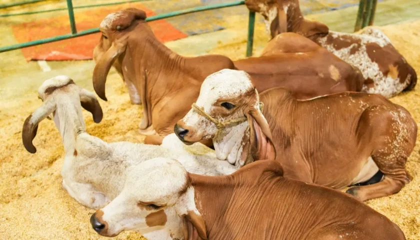 La feria inició el miércoles.