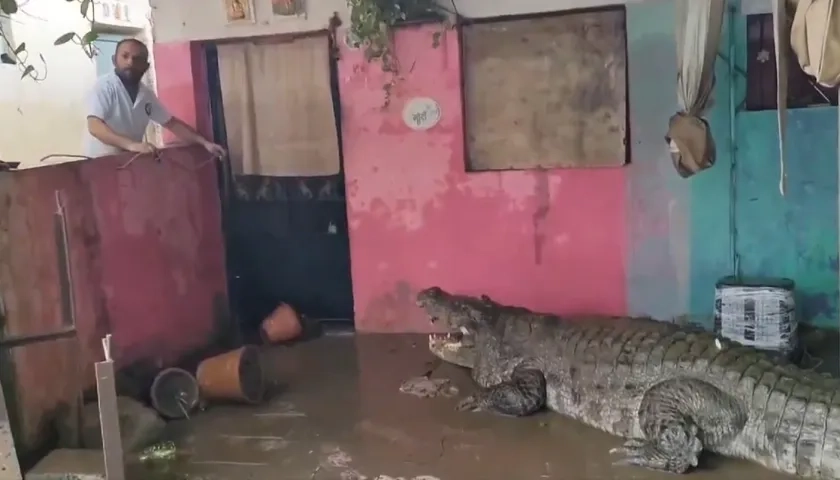 Cocodrilos invaden hogares en India.