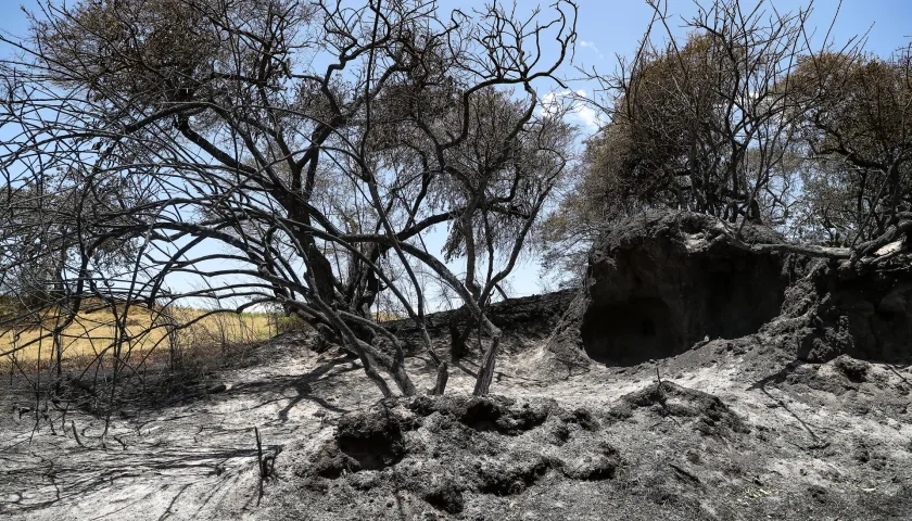 Zona afectada por los incendios.