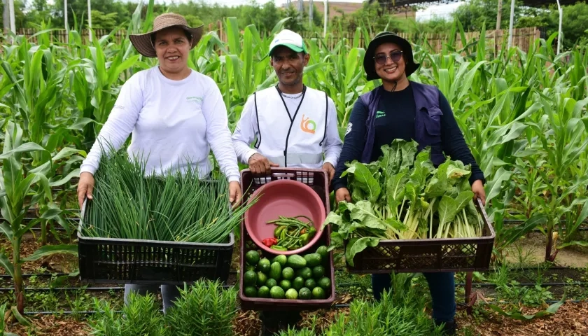 Se han recogido 12.3 kilos de frutas y verduras.