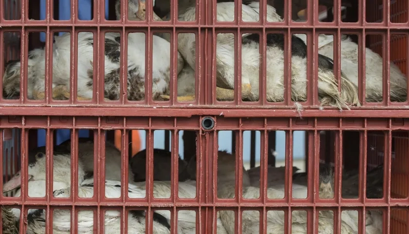  Aves de corral que son llevadas en jaulas a un matadero para evitar que se extienda una epidemia de gripe aviar.