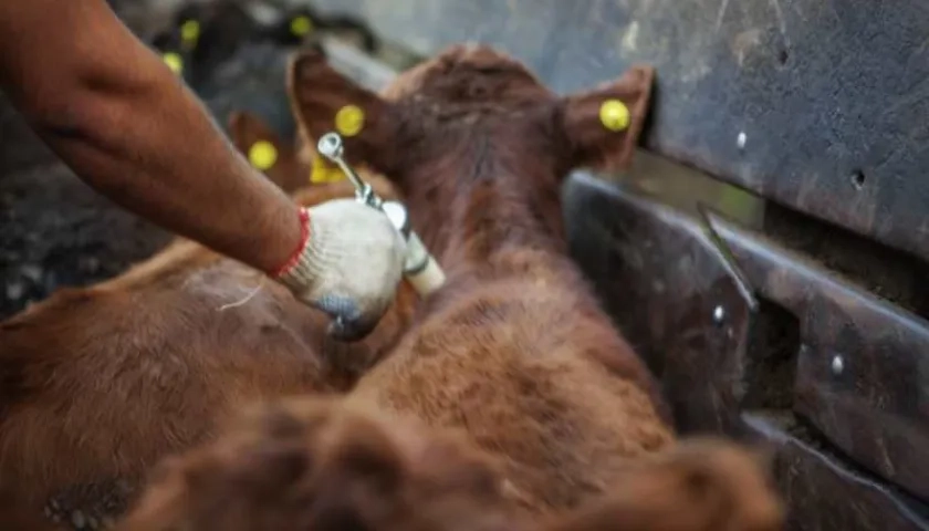 Jornadas de vacunación de los animales contra la fiebre aftosa.