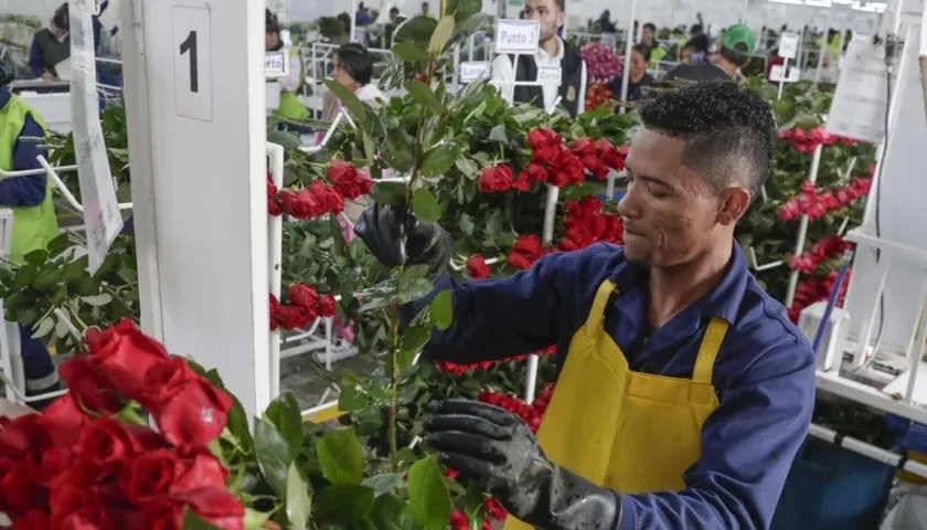 Personas empacando flores en Bogotá para ser exportadas.