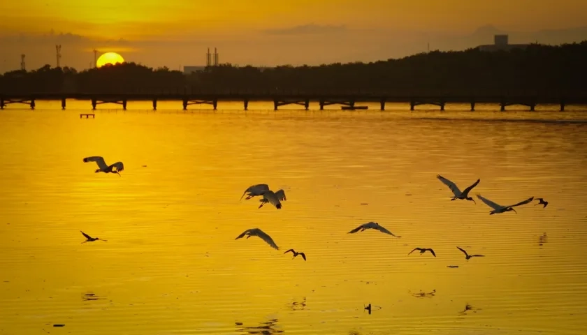 El Ecoparque Ciénaga de Mallorquín es uno de los destinos preferidos por los turistas. 