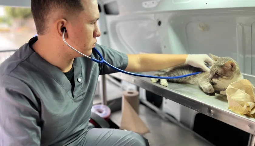 Médico veterinario mientras atiende a un animalito. 