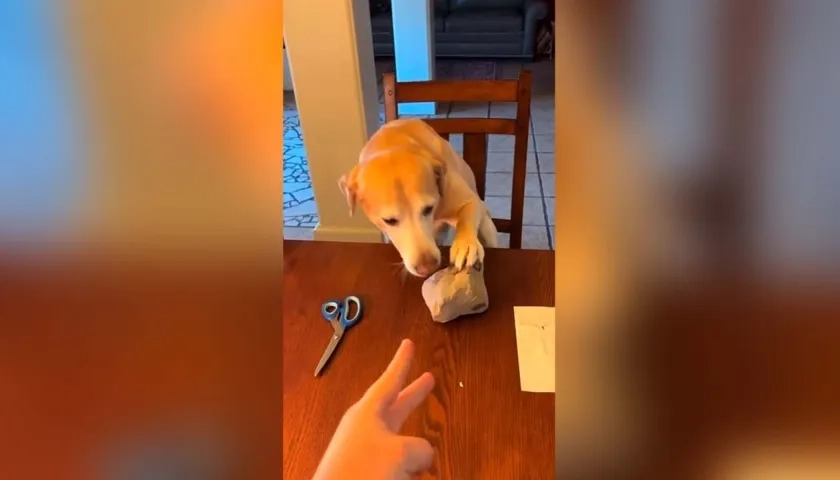 Imagen del canino "jugando piedra, papel o tijera". 