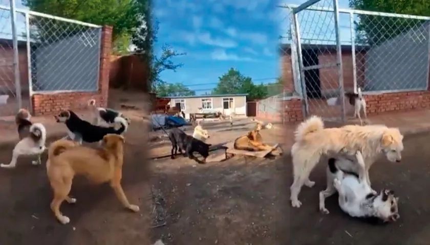 Imágenes de la escena protagonizada por los caninos. 