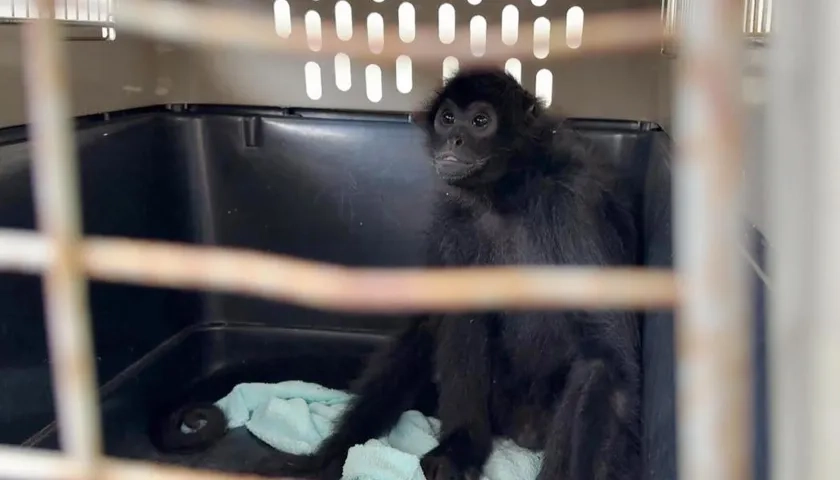  Mono araña rescatado en Medellín. 