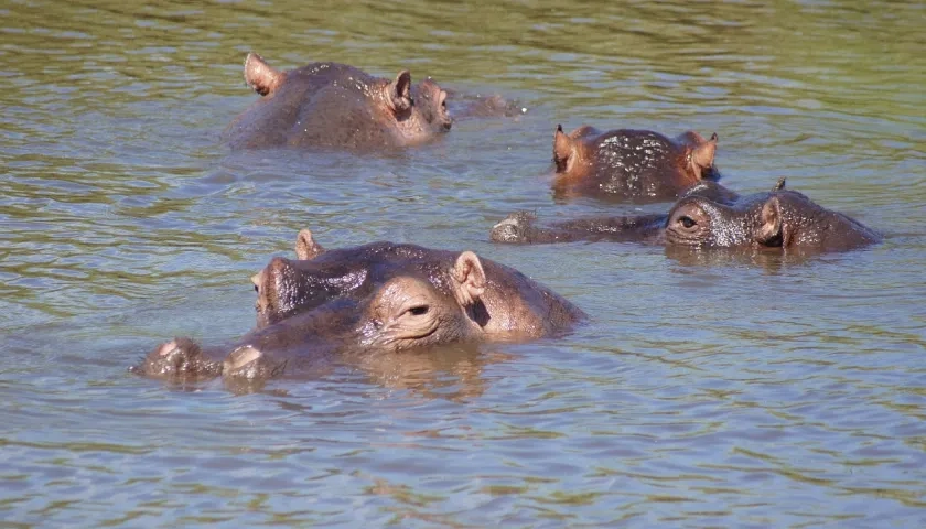 Hipopótamos. 