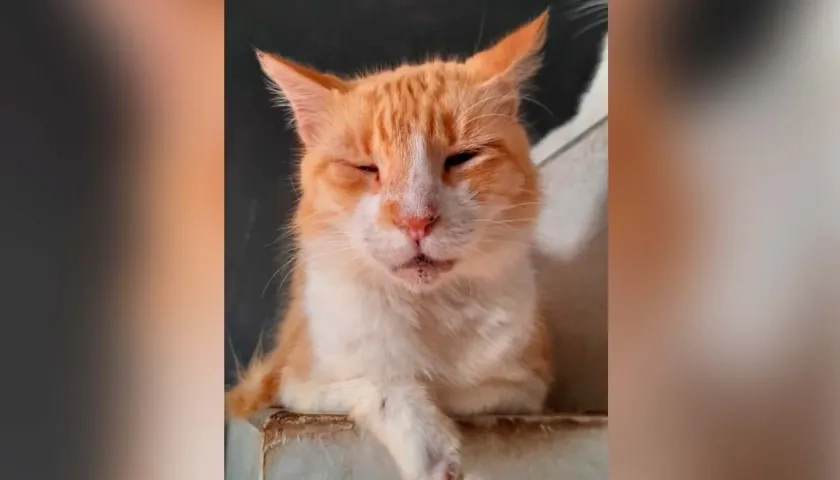 Fotografía de 'Mocha'.