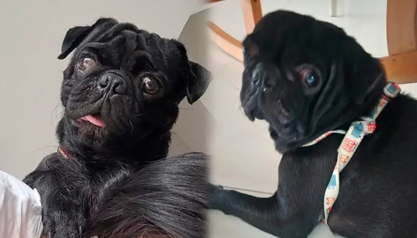 Fotografías de 'Brony'. 