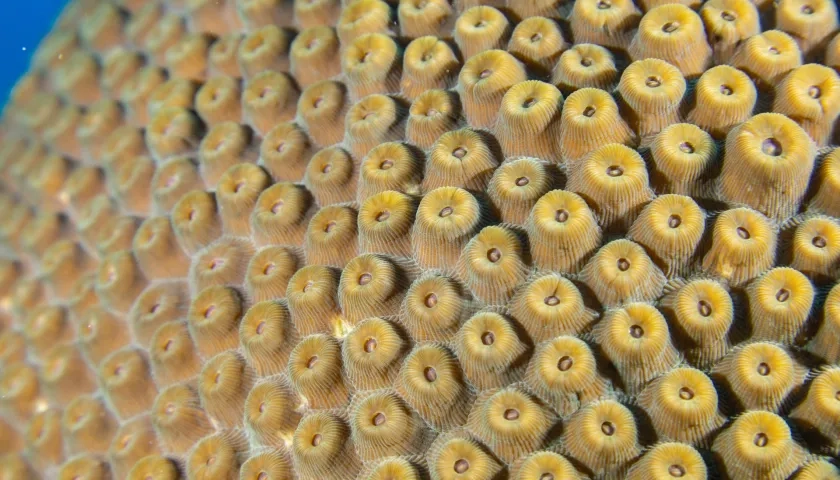 Ecosistema marino en Colombia.