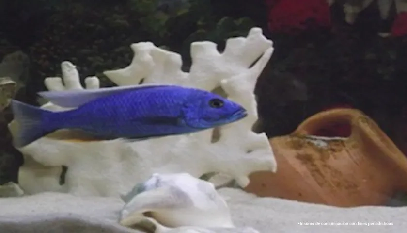 Especies marinas exóticas eran presuntamente traficadas por esta red.