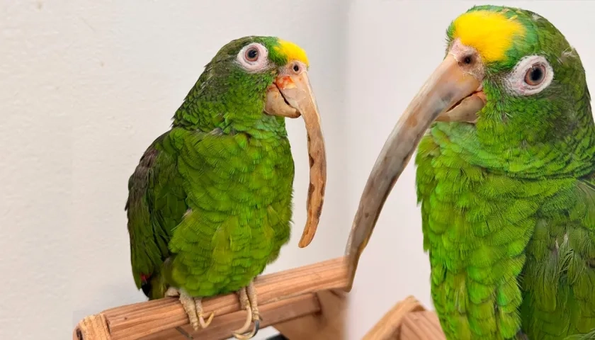 Fotografías de la lora rescatada. 