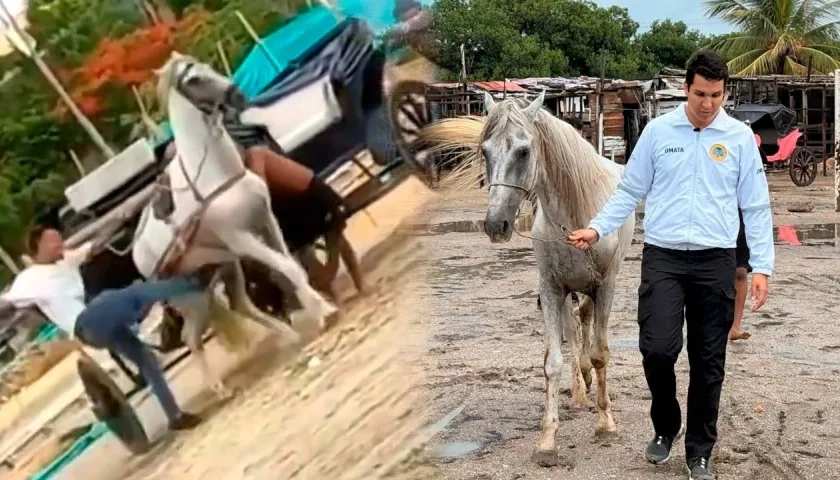 Imágenes del caballo 'Mohamed' siendo maltratado / rescatado.