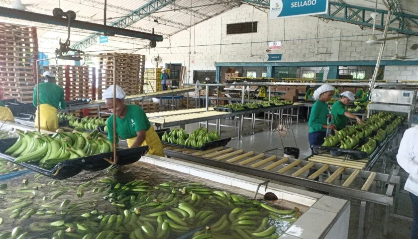 Imagen de referencia de Banacol.