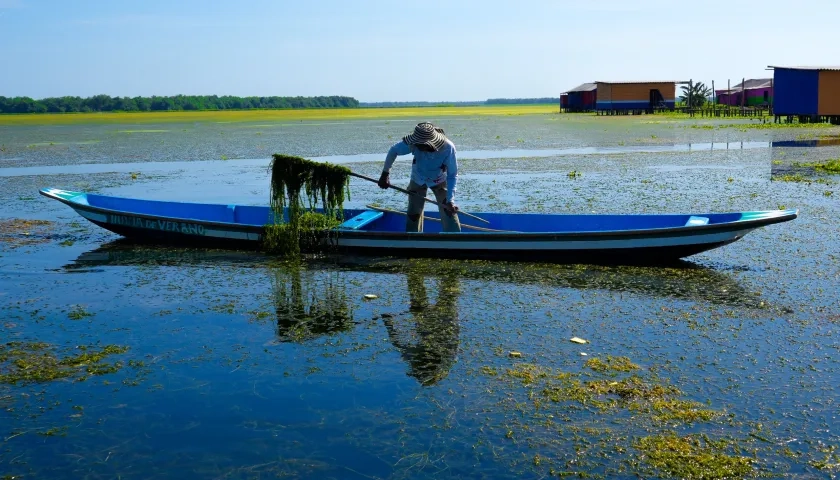 Se trata de una especie exótica invasora conocida como 'Hydrilla', la cual es proveniente de la India.